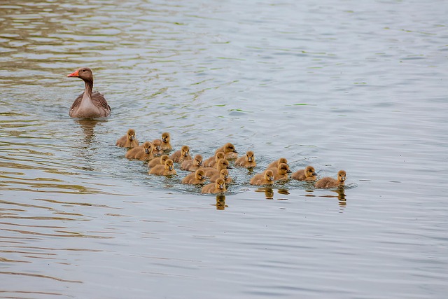 family