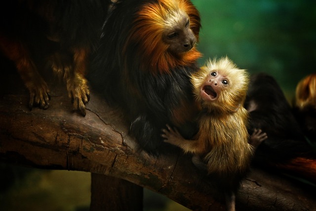 family-640x480-49923077.jpeg