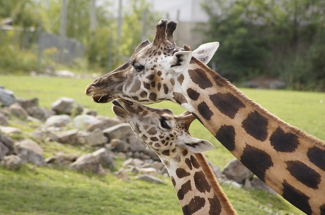love-640x480-35649951.jpeg