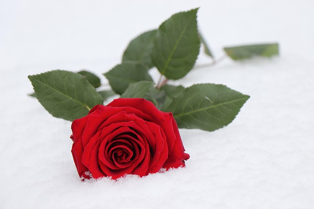 love-640x480-65728377.jpeg