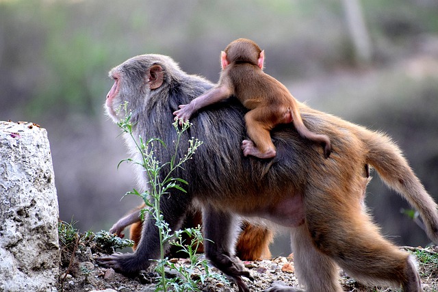 family-640x480-87268052.jpeg