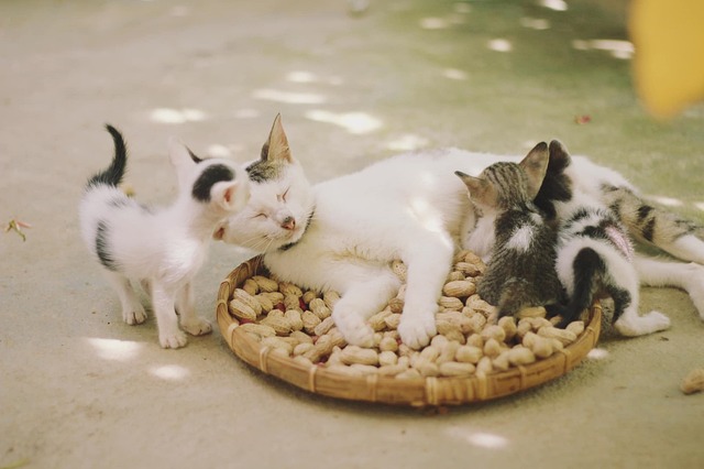 family-640x480-46173653.jpeg