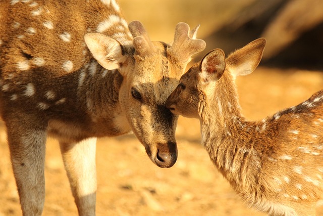 love-640x480-19749434.jpeg