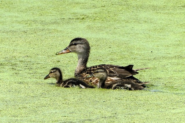 family-640x480-36709101.jpeg